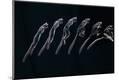 Premium Photographic Print