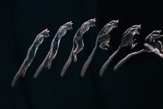 Bushbaby Jumping Sequence Image-John Downer-Photographic Print