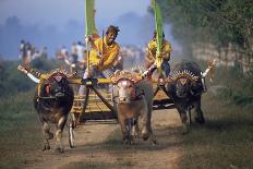 Traditional Racing With Water Buffalo Chariots, Bali, Indonesia-John Downer-Photographic Print