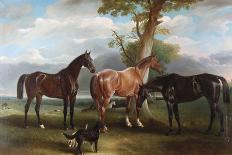 The Cur Chestnut Racehorse with Jockey Up on Newmarket Heath-John E. Ferneley-Giclee Print