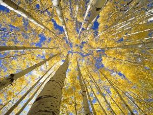 Quaking Aspen Grove in Fall, Colorado by John Eastcott & Yva Momatiuk