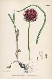 Plants, Allium Vineale-John Edward Sowerby-Framed Stretched Canvas