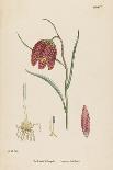 Plants, Allium Vineale-John Edward Sowerby-Framed Stretched Canvas