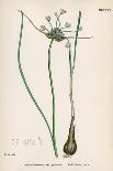 Plants, Allium Vineale-John Edward Sowerby-Framed Art Print