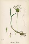Allium-Round Head Garlic-John Edward Sowerby-Framed Stretched Canvas