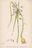 Allium-Round Head Garlic-John Edward Sowerby-Framed Stretched Canvas