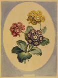 Anemone Hortensis Catifolia, from 'The British Herbal'-John Edwards-Giclee Print