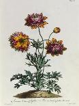 Ranunculus, Illustration from 'The British Herbalist', 1769-John Edwards-Laminated Giclee Print