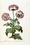 Ranunculus, Illustration from 'The British Herbalist', 1769-John Edwards-Framed Giclee Print