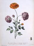 Ranunculus, Illustration from 'The British Herbalist', 1769-John Edwards-Giclee Print