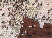 Bees Making Honey, Illustration from 'Helpers Without Hands' by Gladys Davidson, Published in 1919-John Edwin Noble-Giclee Print
