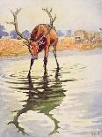 The Stag and its Reflection from 'Aesop's Fables', Pub. by Raphael Tuck and Sons Ltd., London-John Edwin Noble-Giclee Print