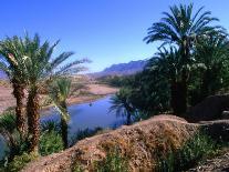 Date Palms in the Draa Valley, Draa Valley, Ouarzazate, Morocco-John Elk III-Photographic Print