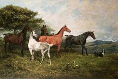 Mares and Foal with a Sheepdog-John Emms-Giclee Print