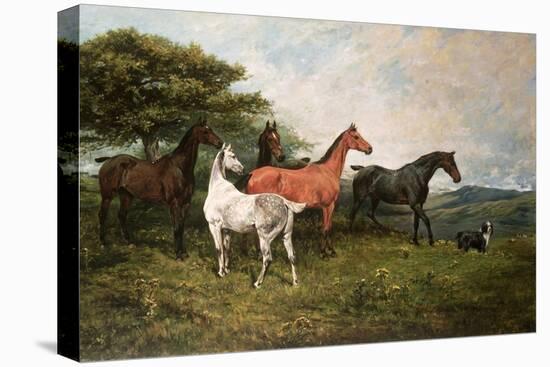 Stretched Canvas Print, , large