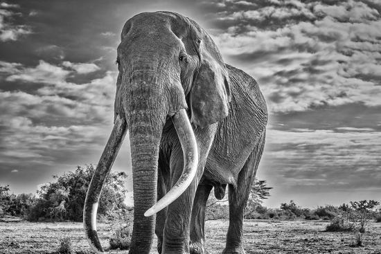 Photographic Print, , large