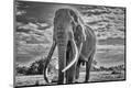 Photographic Print