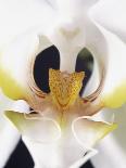 White Orchid-John-Francis Bourke-Mounted Photographic Print