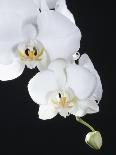 White Orchid-John-Francis Bourke-Mounted Photographic Print