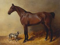 A Bay Hunter and a Spotted Dog in a Stable Interior-John Frederick Herring I-Giclee Print