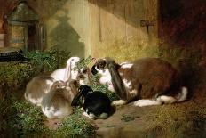 A Lop-Eared Doe Rabbit with Her Young-John Frederick Herring I-Giclee Print