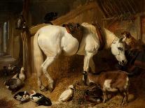 The Interior of a Stable with a Dapple Grey Horse, Ducks, Goats, and a Cockerel by a Manger-John Frederick Herring I-Giclee Print
