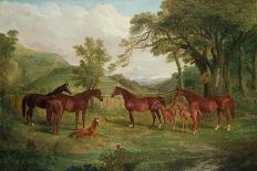 Pharaoh's Horses, 1848-John Frederick Herring I-Giclee Print