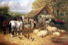 Saddleback Pigs and Ducks in a Farmyard-John Frederick Herring II-Giclee Print