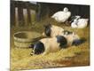 Giclee Print