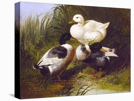 Stretched Canvas Print, , large