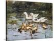 Stretched Canvas Print