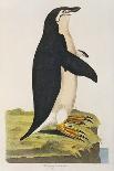 Illustration of a Penguin from 'Cimelia Physica. Figures of Rare and Curious Quadrupeds, Birds...'-John Frederick Miller-Framed Premier Image Canvas