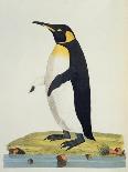 Illustration of a Penguin from 'Cimelia Physica. Figures of Rare and Curious Quadrupeds, Birds...'-John Frederick Miller-Giclee Print