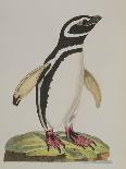 Illustration of a Penguin from 'Cimelia Physica. Figures of Rare and Curious Quadrupeds, Birds...'-John Frederick Miller-Mounted Giclee Print