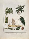 Plan of a Regular Coffee Plantation, 1813-John Gabriel Stedman-Giclee Print