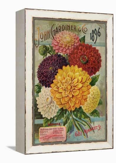 John Gardiner and Co. 1896: Dahlias-null-Framed Premier Image Canvas