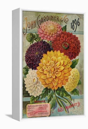 John Gardiner and Co. 1896: Dahlias-null-Framed Premier Image Canvas