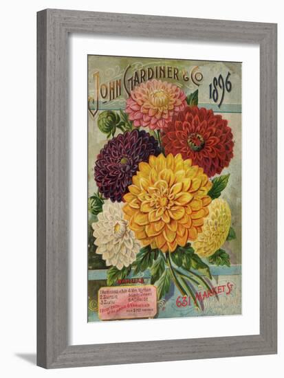 John Gardiner and Co. 1896: Dahlias-null-Framed Premium Giclee Print