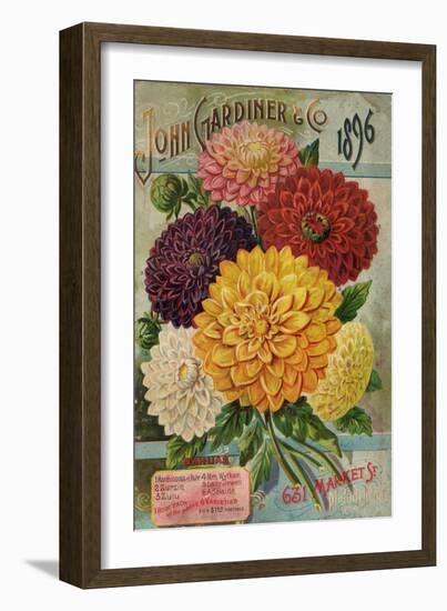 John Gardiner and Co. 1896: Dahlias-null-Framed Premium Giclee Print