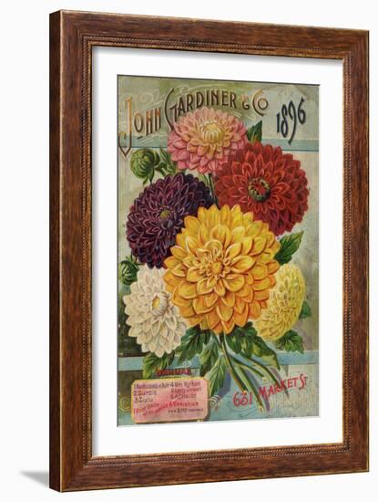 John Gardiner and Co. 1896: Dahlias-null-Framed Premium Giclee Print