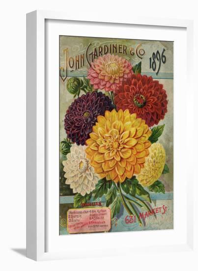 John Gardiner and Co. 1896: Dahlias-null-Framed Premium Giclee Print