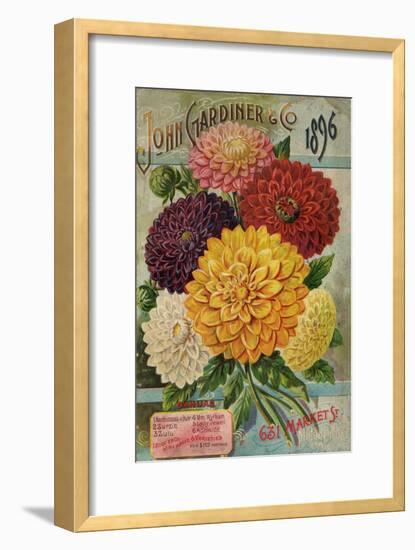 John Gardiner and Co. 1896: Dahlias-null-Framed Premium Giclee Print