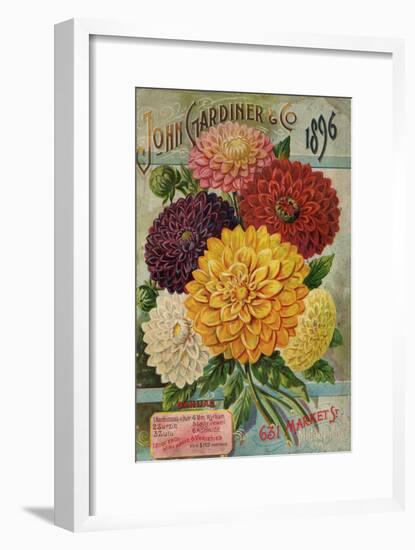 John Gardiner and Co. 1896: Dahlias-null-Framed Art Print