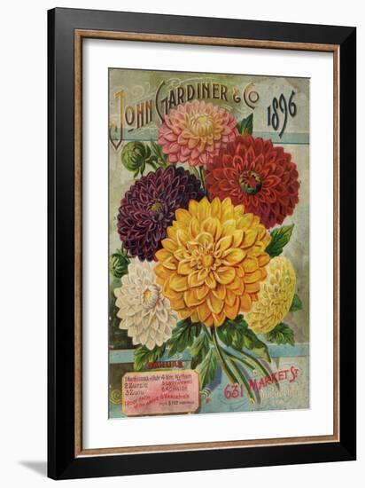 John Gardiner and Co. 1896: Dahlias-null-Framed Art Print