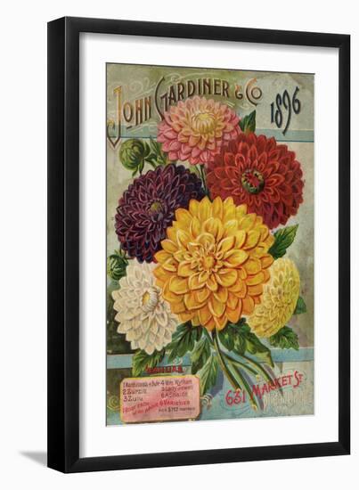 John Gardiner and Co. 1896: Dahlias--Framed Art Print