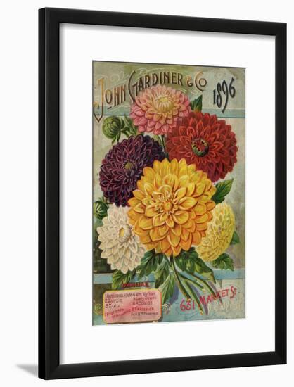 John Gardiner and Co. 1896: Dahlias-null-Framed Art Print