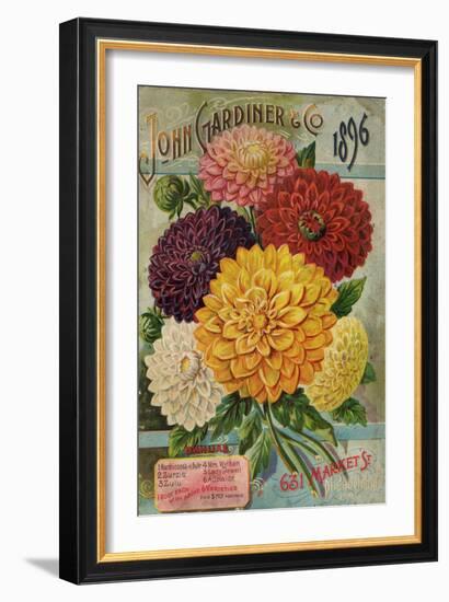 John Gardiner and Co. 1896: Dahlias-null-Framed Art Print