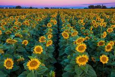 Dawn Sunflowers-John Gavrilis-Photographic Print