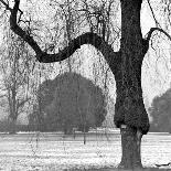 A Mature Weeping Tree in Winter in Kew Gardens with Other Trees Behind, Greater London-John Gay-Photographic Print