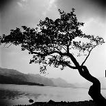 A Windswept Tree Silhouetted Against Bright Sunlight-John Gay-Photographic Print